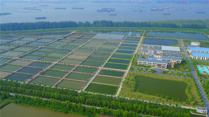 鎮江揚中 一水抱城，用特色擦亮農業名片的水產品養殖之路