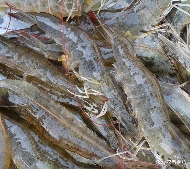 南美白對蝦工廠化養殖技術與水產品養殖發展前景