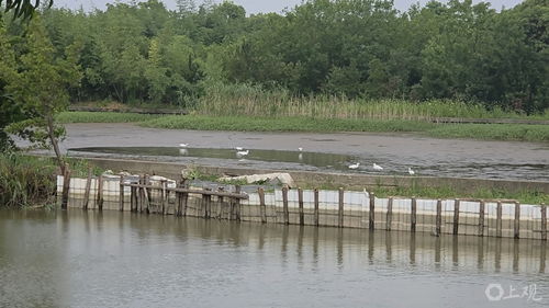 崇明河堤漏洞半年未修，魚塘主痛失水產品 一場持續半年的“泄洪記”