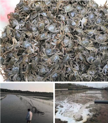 羅涇鎮(zhèn)水產(chǎn)生產(chǎn)有序恢復(fù)，大閘蟹投苗量達(dá)40萬(wàn)只