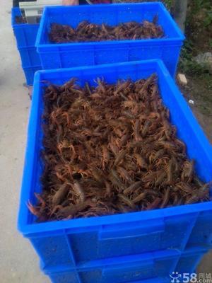 南京小徐龍蝦批發(fā)行 河蝦青蝦市場(chǎng)行情及養(yǎng)殖前景分析