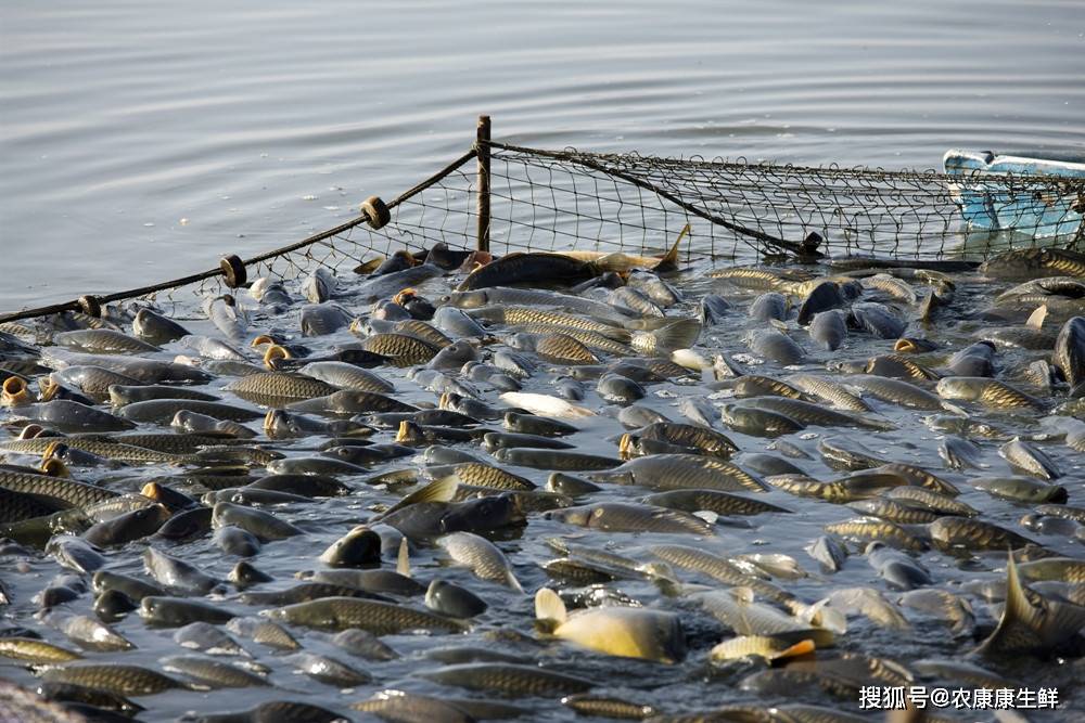 遼寧省全面推進(jìn)水域?yàn)┩恳?guī)劃編制，助力水產(chǎn)養(yǎng)殖業(yè)高質(zhì)量發(fā)展