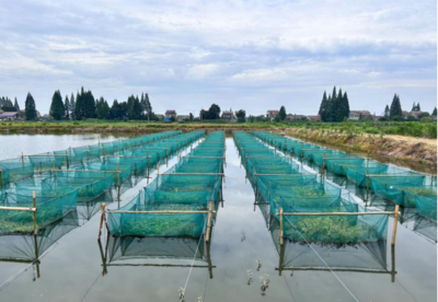 創(chuàng)新引領(lǐng)，特色先行 大力發(fā)展特色淡水魚類養(yǎng)殖新篇章