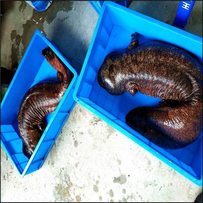 安徽娃娃魚市場行情與價格分析——以特色養殖為視角