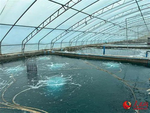 沙漠與鹽堿地崛起海鮮工廠，海水魚安家新大陸